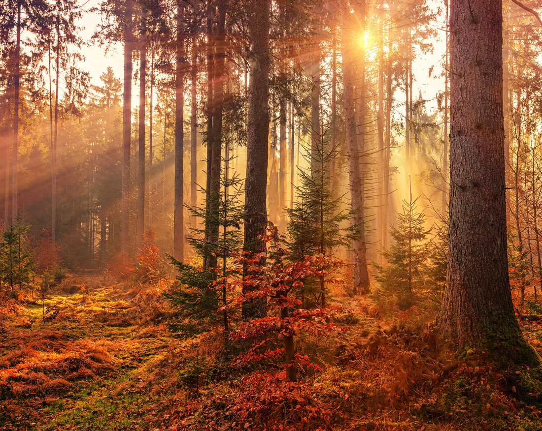 Introducing the Autumn Aesthetic Collection